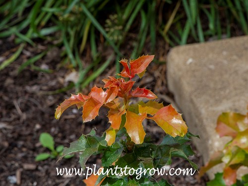 'Orange Flame' Oregon Grape Holly (Mahonia aquifolium) 
The shiny copper-orange foliage in the spring.